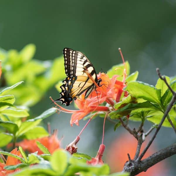 Outdoor in nature image of butterfly on a flower.